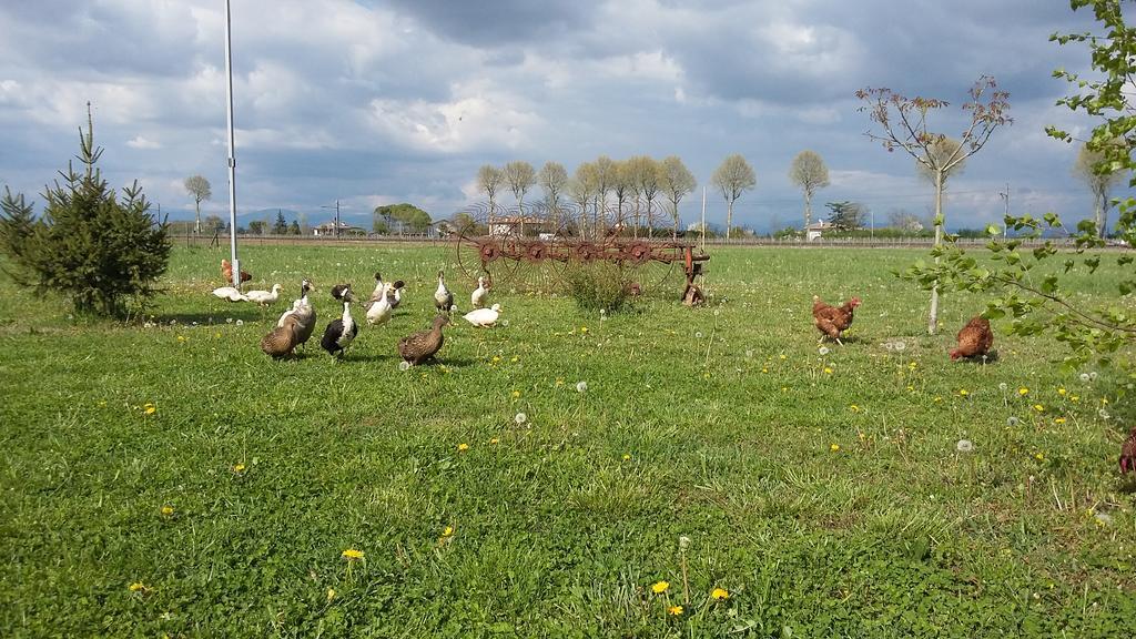 B&B Al Vecchio Confine Cervignano del Friuli Extérieur photo